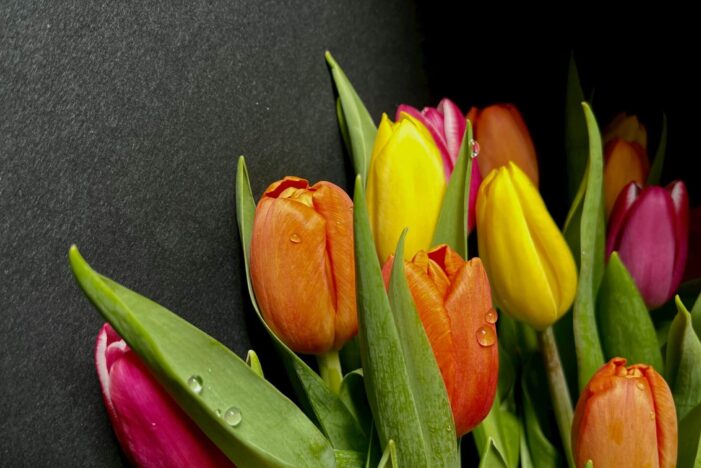 Dárek na Den žen, který nikdy nezklame 🌷